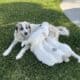 Great Pyrenees mix with Saint Bernard puppies