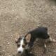 Adorable Pembroke Welsh Corgis
