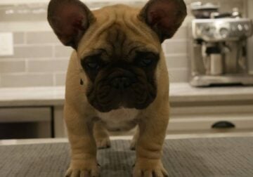 12 Week Old Male AKC French Bulldog
