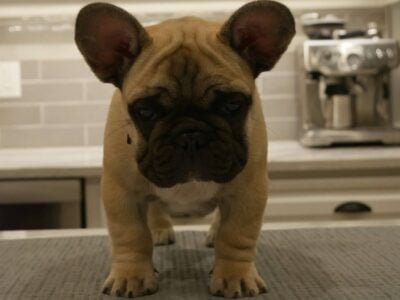 12 Week Old Male AKC French Bulldog