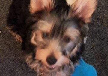 Female Yorkie