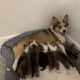 Pembroke welsh corgis