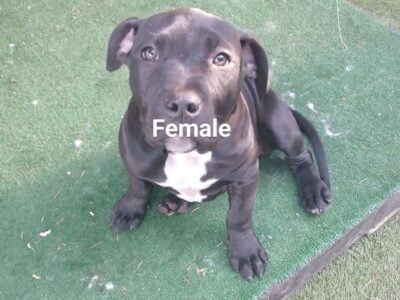 Pittbull Puppys