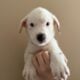 Retriever Mastiff/ Great Pyrenees puppies