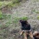 GERMAN SHEPHERDS