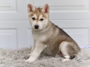 German Shepherd- Husky mix Holmesville Ohio Cooper