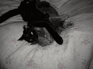 2 cats for free Please read my story