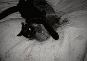 2 cats for free Please read my story