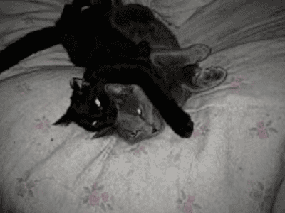 2 cats for free Please read my story