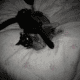 2 cats for free Please read my story