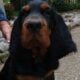 Gordon Setter Male pups available