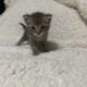 3-4 weeks old