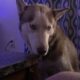 Free Husky to good loving home
