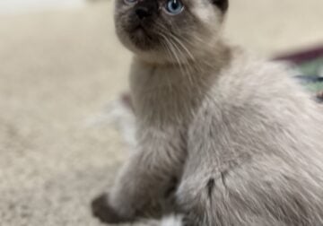 Scottish fold kittens