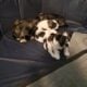 Beautiful Miniature Schnauzer babies!