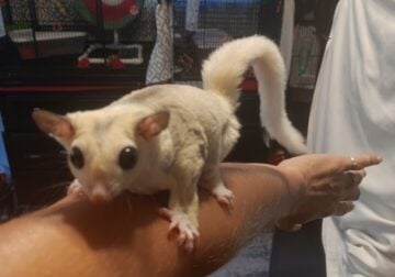 Sugar Gliders