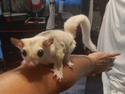 Sugar Gliders