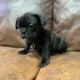 Adorable Frenchie puppies