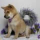 AKC Shiba Inu Larry