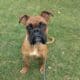 Male boxer