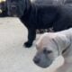Nyx – Italian Mastiff