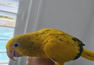 Queen of Bavaria (golden conure