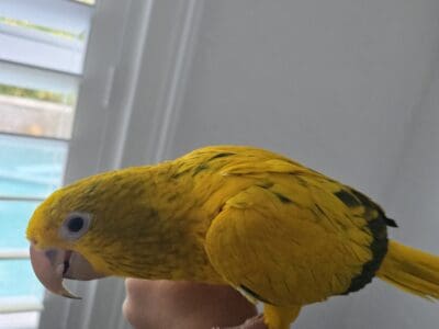 Queen of Bavaria (golden conure