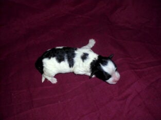Pal, MaltiPoo male, rare color, non-shedding