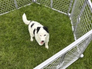 Mini Pomskydoodle puppies – Blue eyes – in Ohio