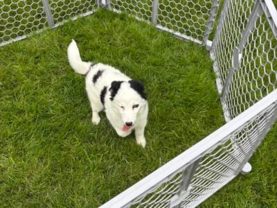 Mini Pomskydoodle puppy – Blue eyes – in Ohio