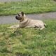 My male Cane Corso is ready for studding!