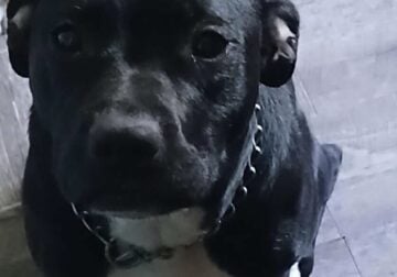 Female Pit Mix