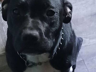 Female Pit Mix