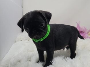 Registered Pug Puppy