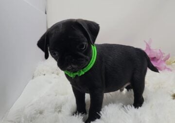 Registered Pug Puppy