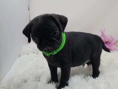 Registered Pug Puppy