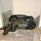 5 month great dane