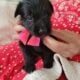 Germandoodle puppies