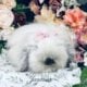 Full European Teddywidder babies