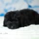 Bernedoodles -May