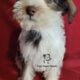 Miniature Schnauzer Boy Puppy
