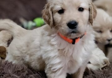 Golden Retriever Puppies for sale