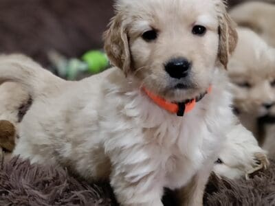 Golden Retriever Puppies for sale