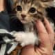 Striped kitten