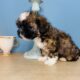 Handsome Shih tzu boy