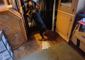AKC PICK OF THE LITTER FEMALE DOBERMAN