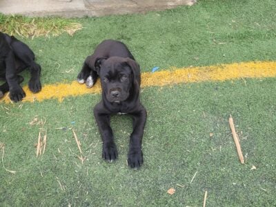 Puppies Cane Corso.