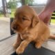 Golden Retriever Puppies