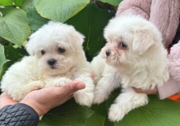 Adorable malshih babies