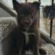 Ponsky puppies